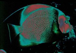 Angelfish by Sergio Loppel 